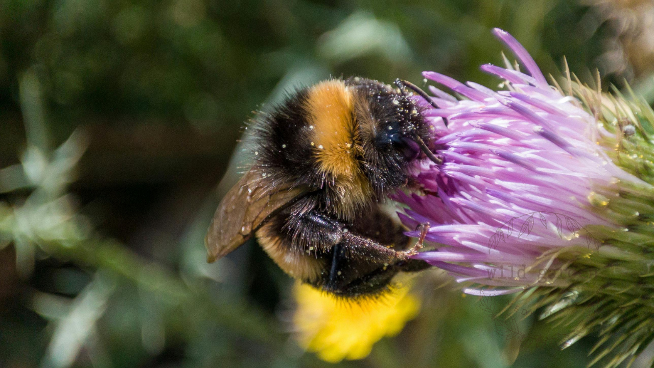 Bumblebee on a pink thistle bloom