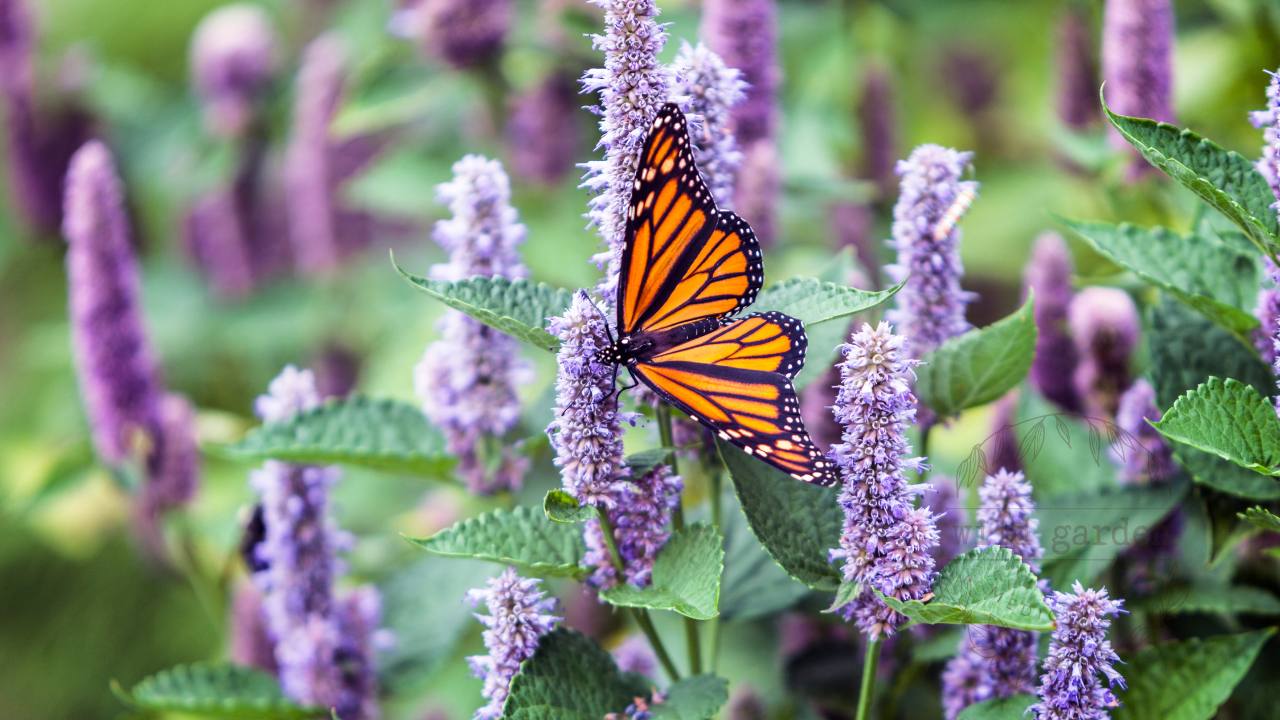 Monarch butterfly on anise hyssop flowers