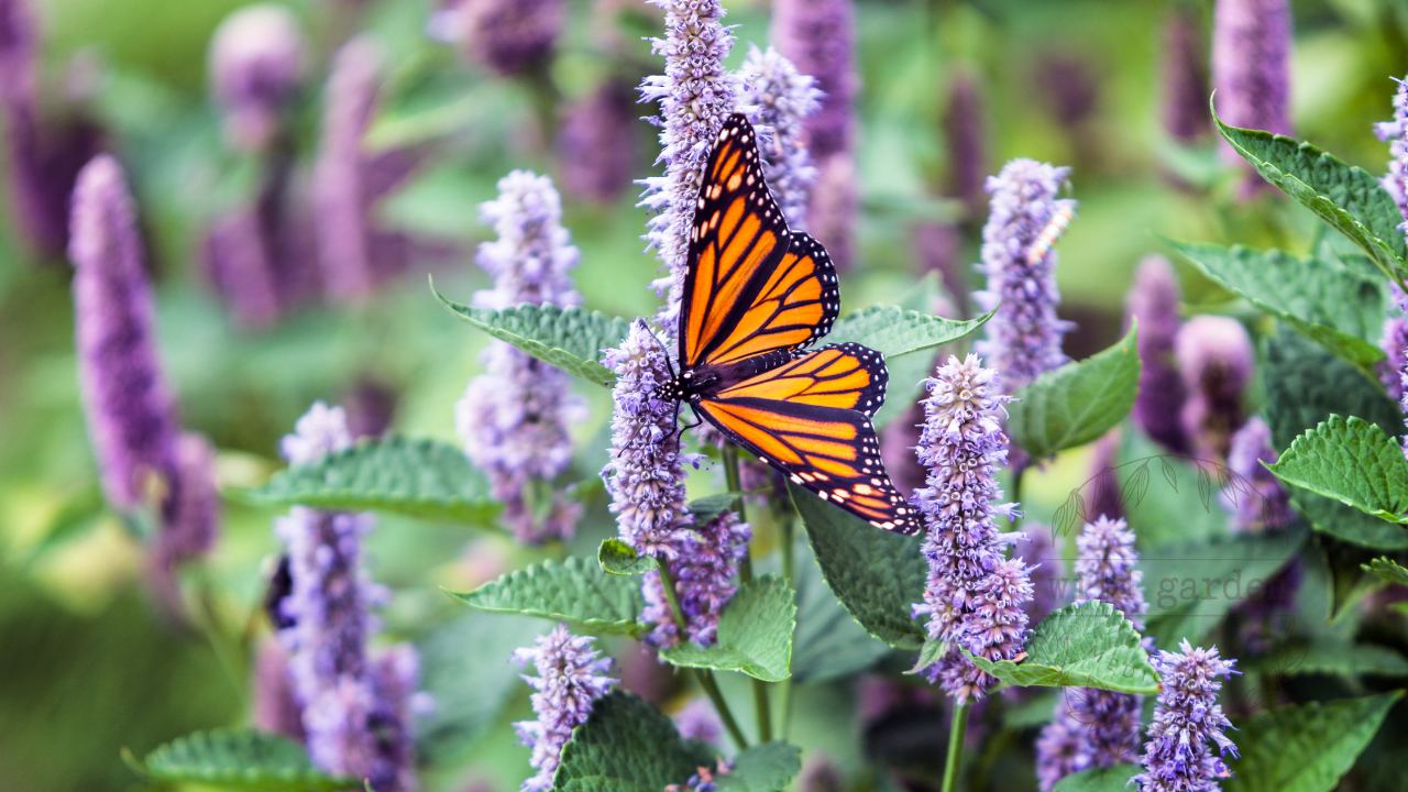 Monarch butterfly on anise hyssop flowers