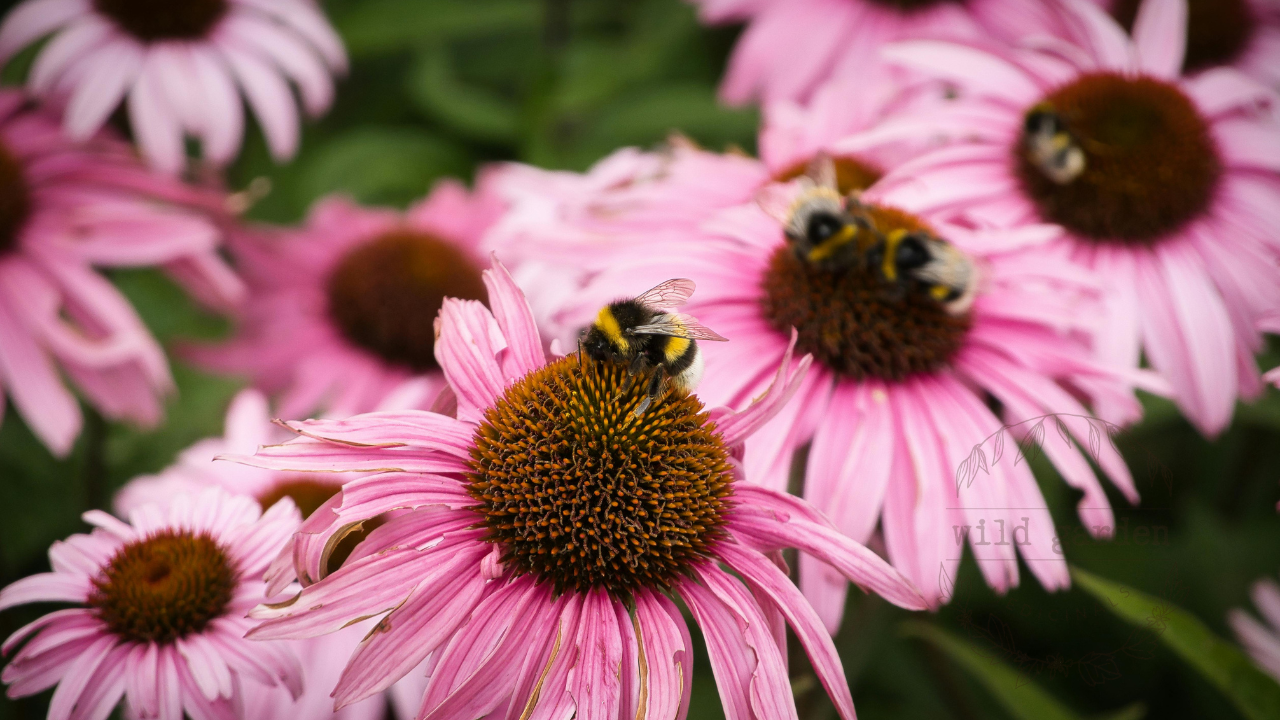 Bumblebees gathering pollen on pink echinacea