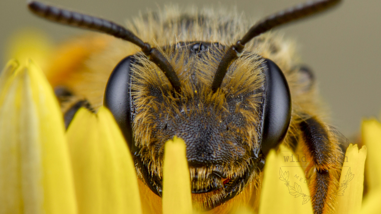 Macro portrait of a native mining bee