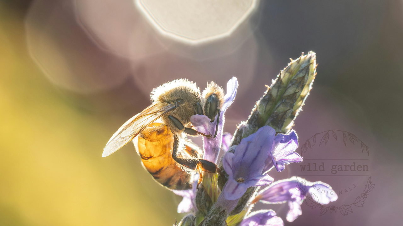 Honeybee on lavender blossoms in golden light