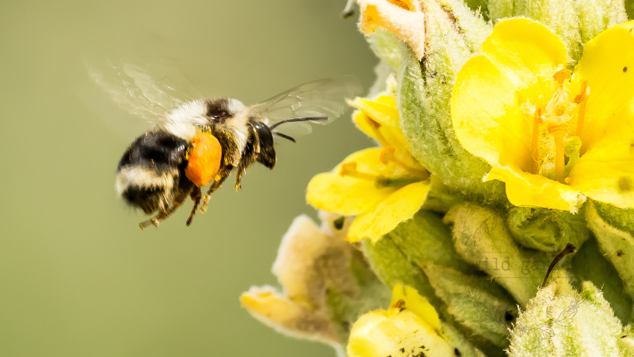 Bumblebee with pollen sacs approaching mullein flowers