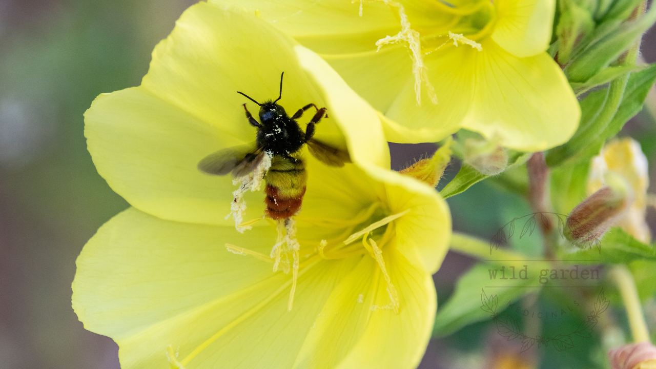 Native bee tucked inside an evening primrose bloom