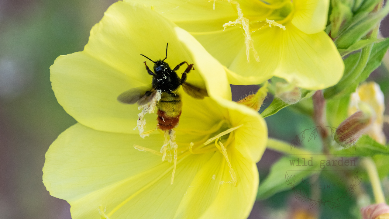 Native bee tucked inside an evening primrose bloom