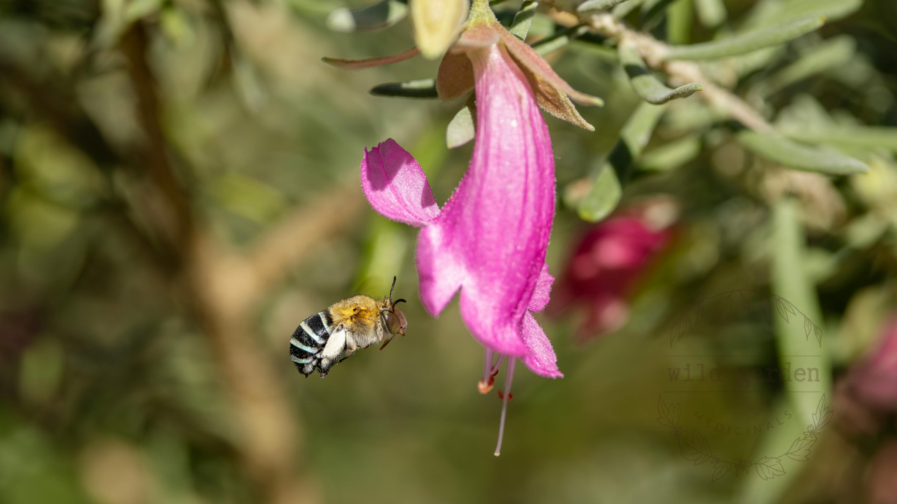 Blue-banded bee in flight beside a pink emu bush flower