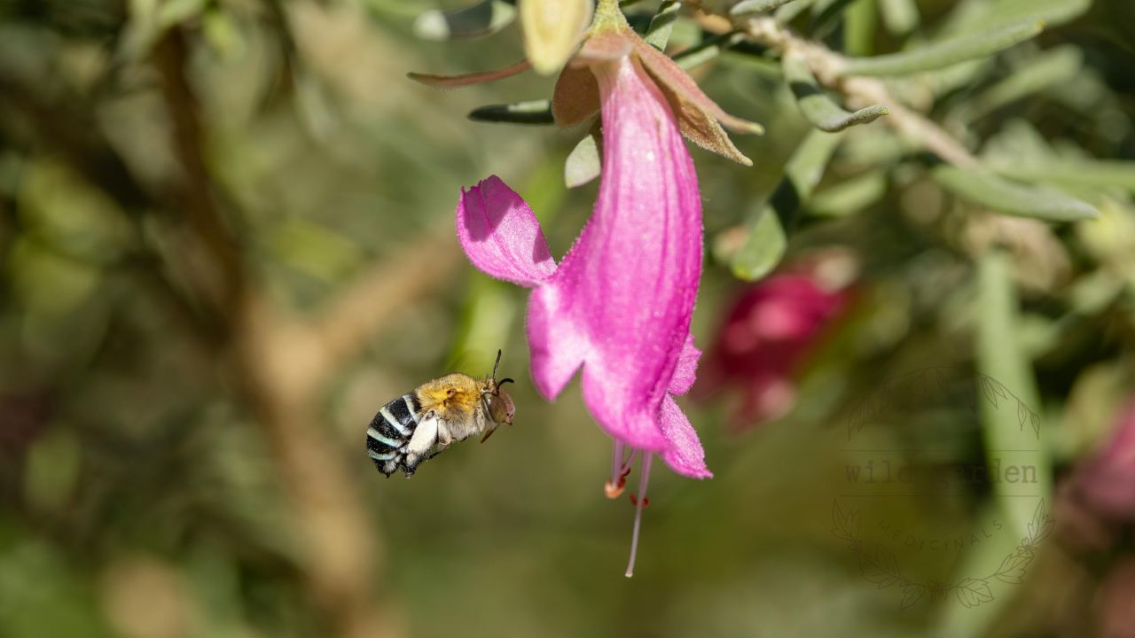 Blue-banded bee in flight beside a pink emu bush flower