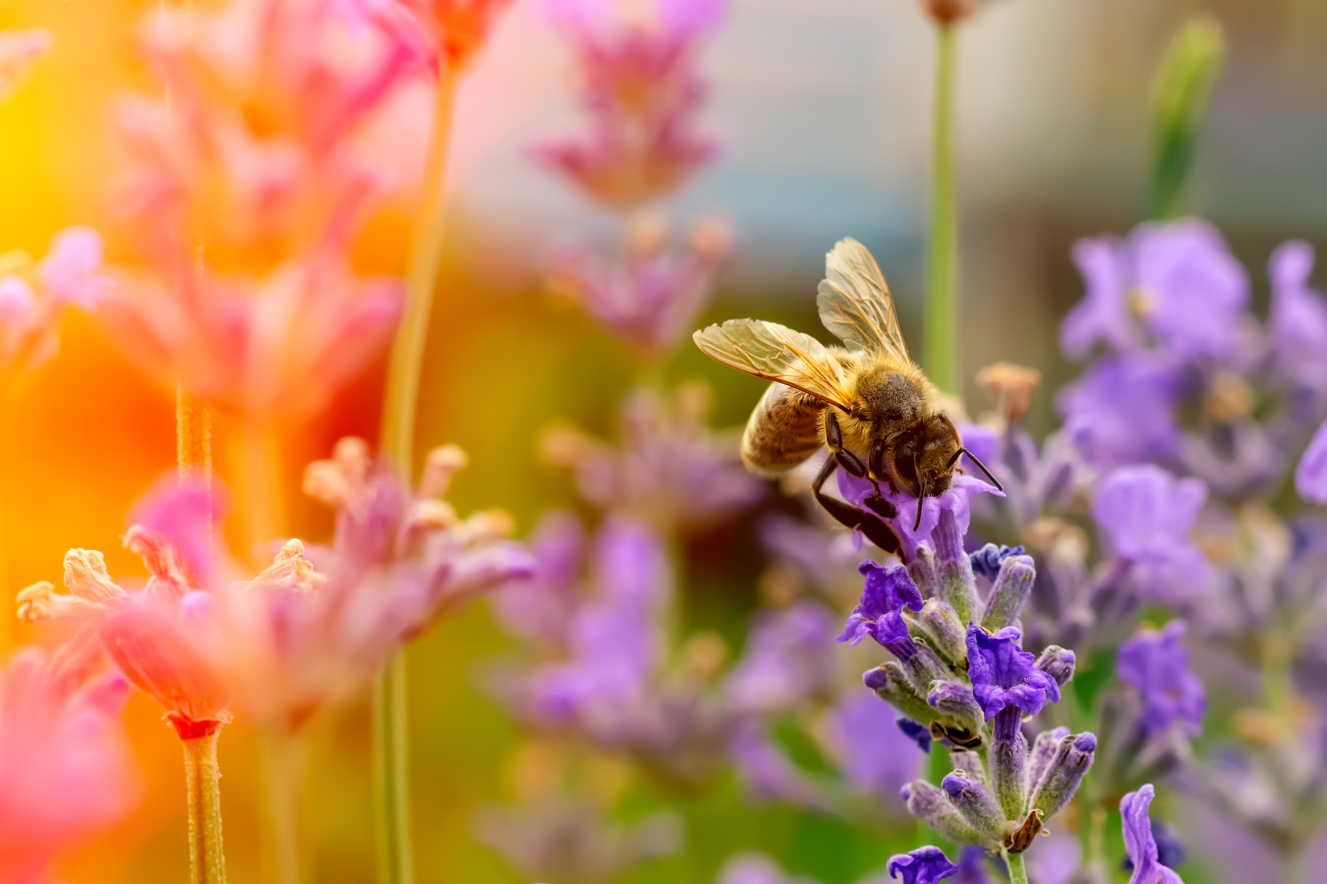 Honeybee on lavender among a riot of pollinator flowers