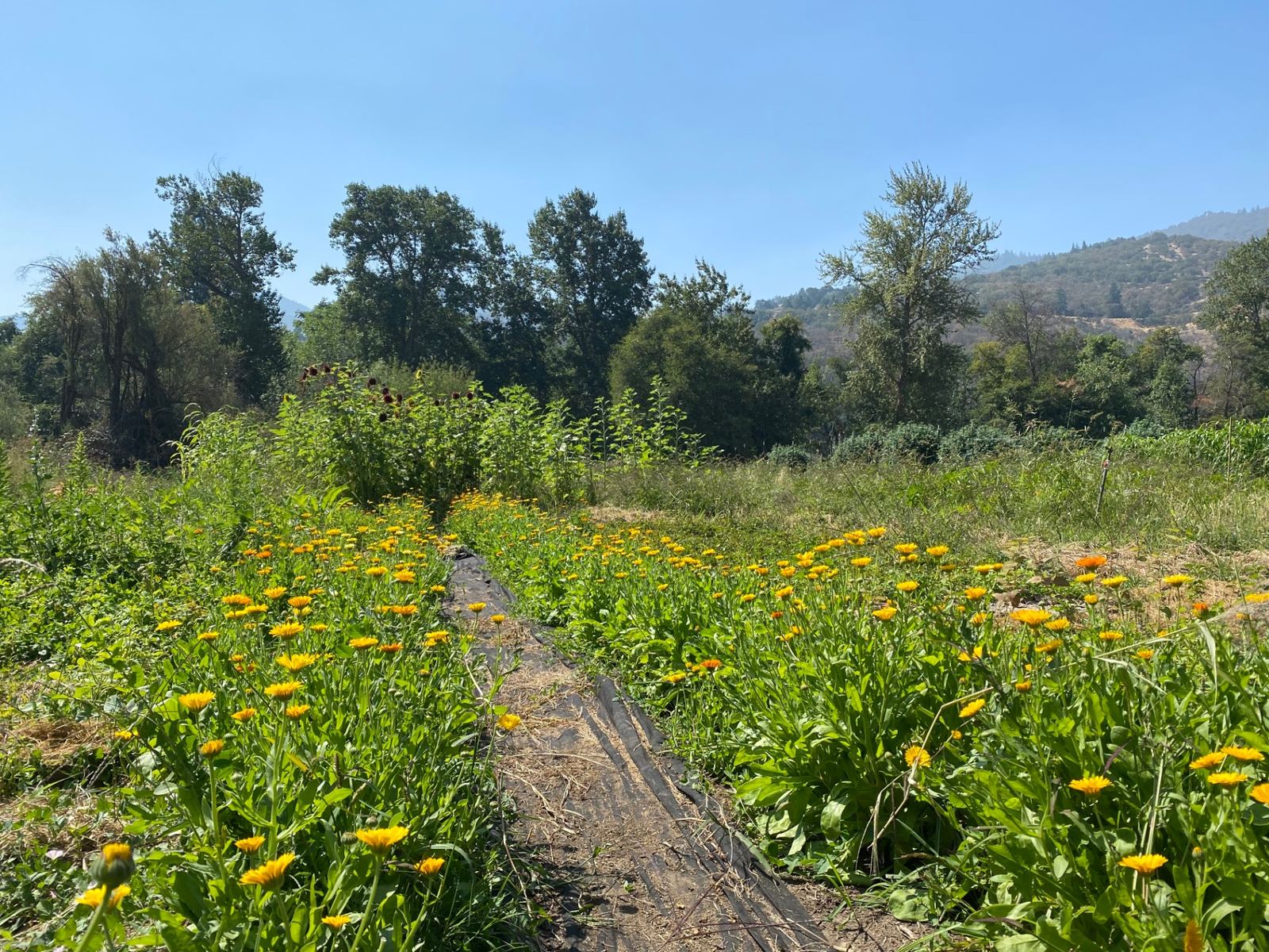 A wide bed of calendula and sunflowers on the farm